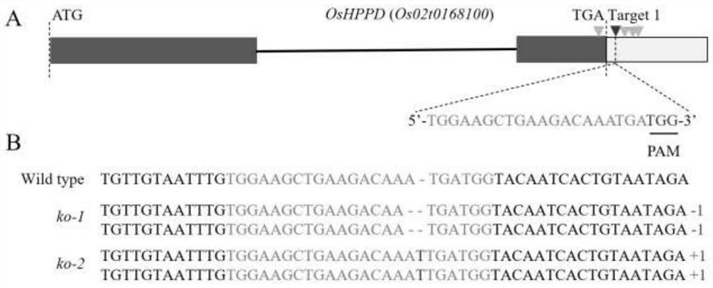 Method for improving resistance of rice to HPPD inhibitor herbicides through gene editing, and special sgRNA used therein