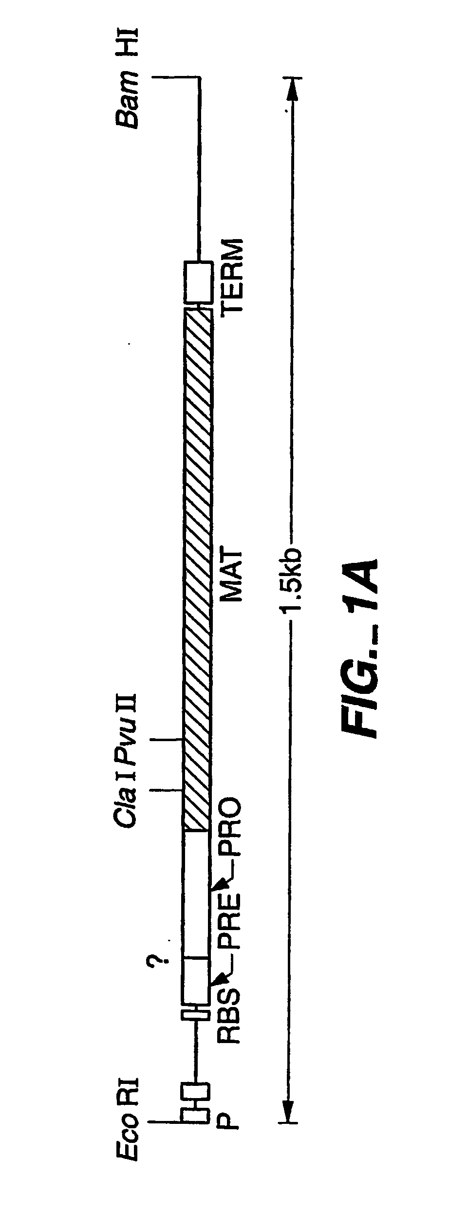 Proteases producing an altered immunological response and methods of making and using the same