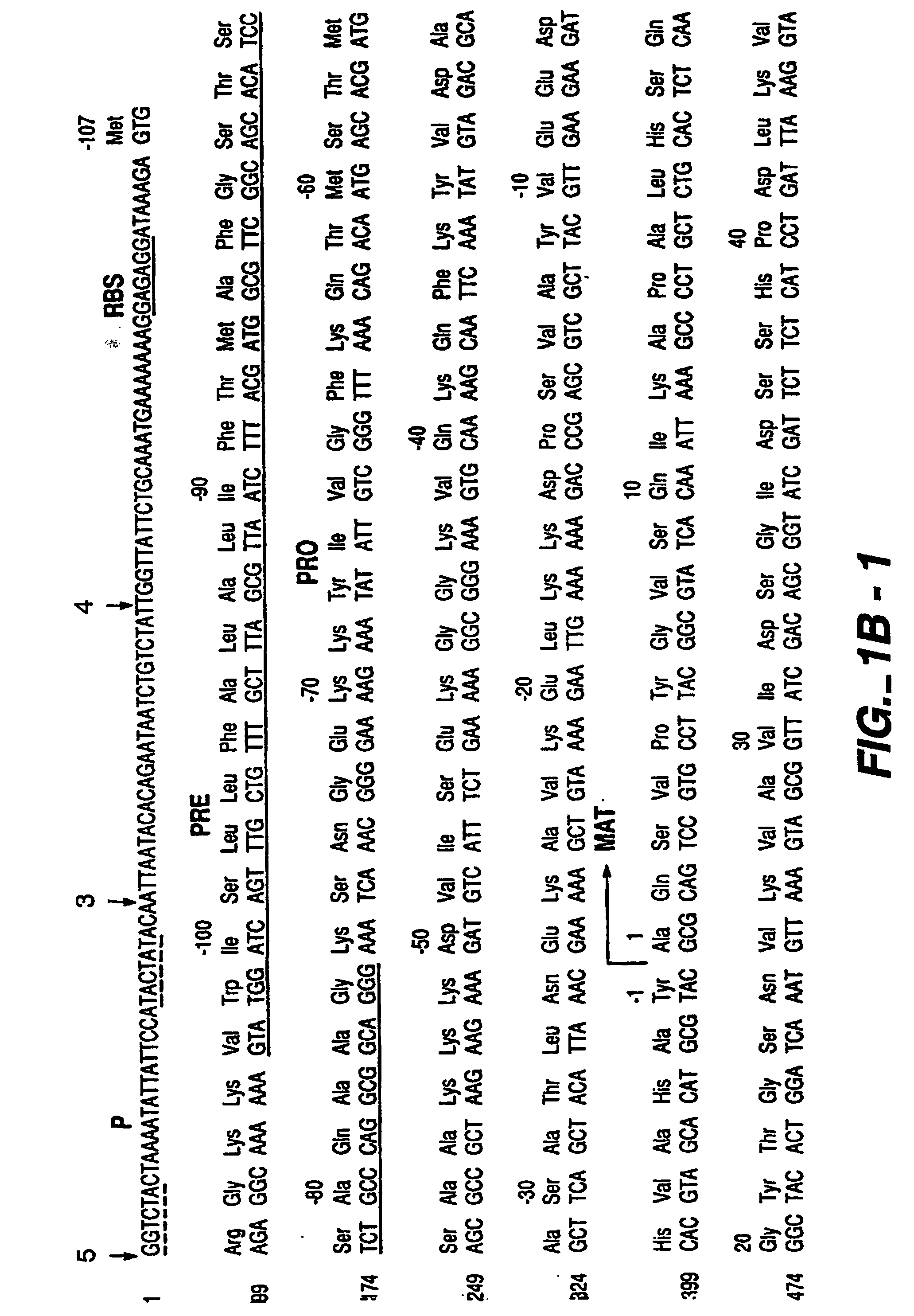 Proteases producing an altered immunological response and methods of making and using the same