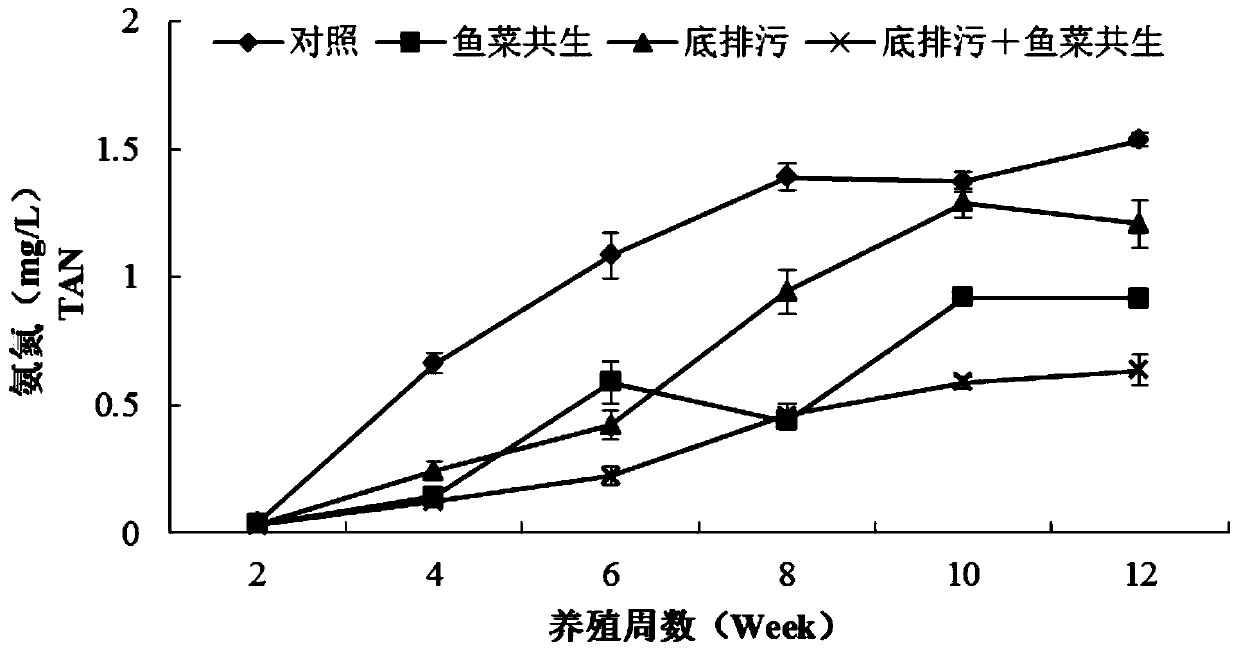 A culture method for reducing the peculiar smell of tilapia