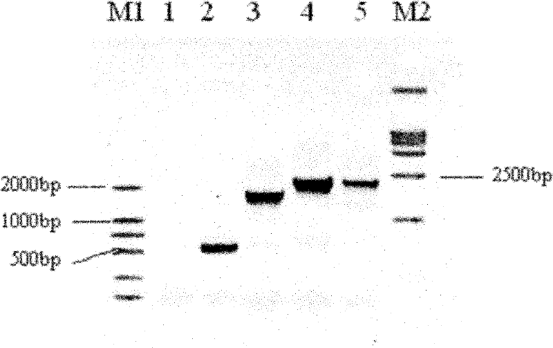 Vibrio paraheamolyticus bivalent DNA vaccine as well as preparation method and application thereof