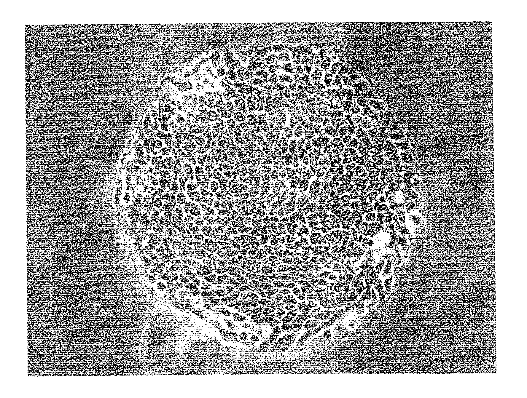 Method for isolation of cell, serum-free culture medium for cell, and method for culture of cell