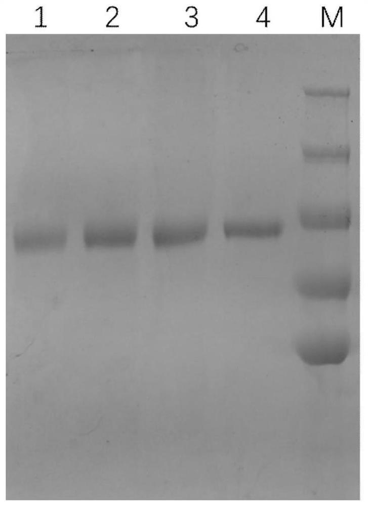 Recombinant novel coronavirus RBD tripolymer protein vaccine capable of generating broad-spectrum cross-neutralization activity as well as preparation method and application of recombinant novel coronavirus RBD tripolymer protein vaccine