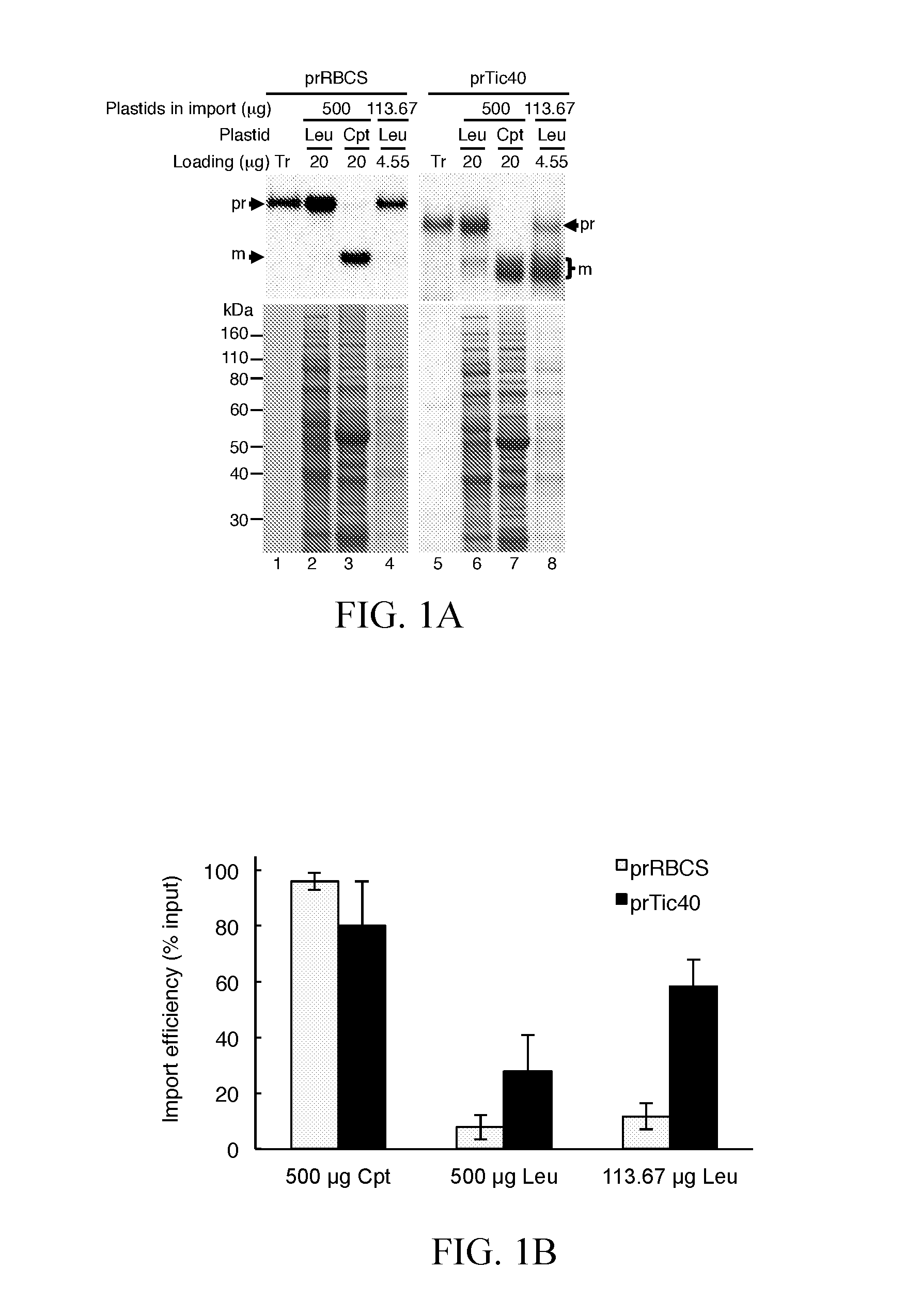 Method for high efficiency protein delivery into plastids