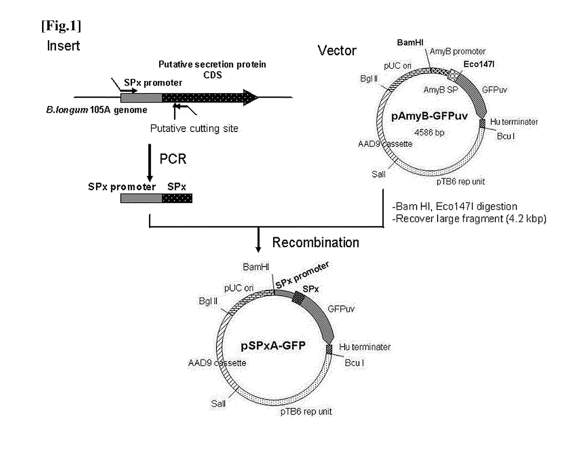 Transfection vector