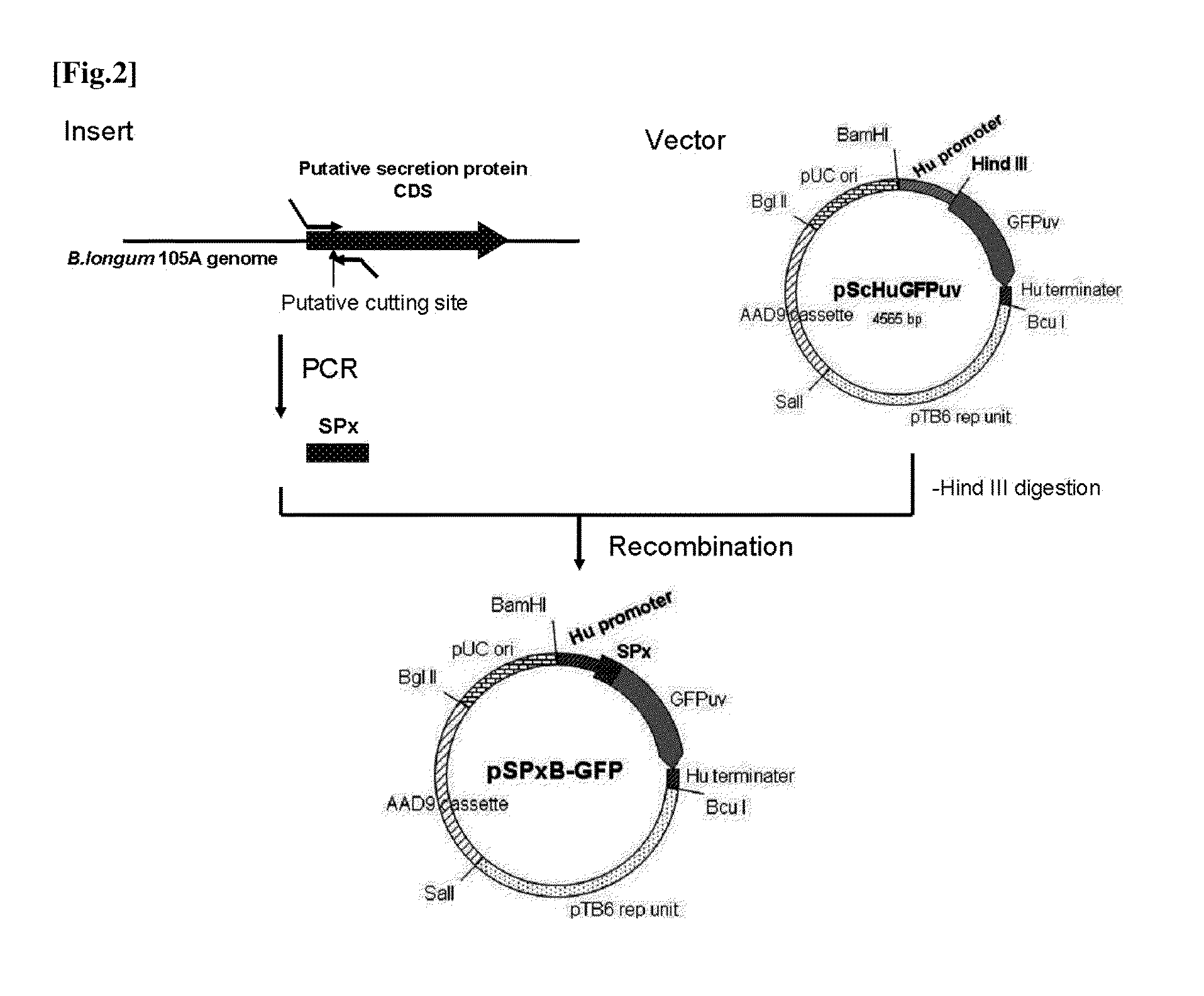 Transfection vector