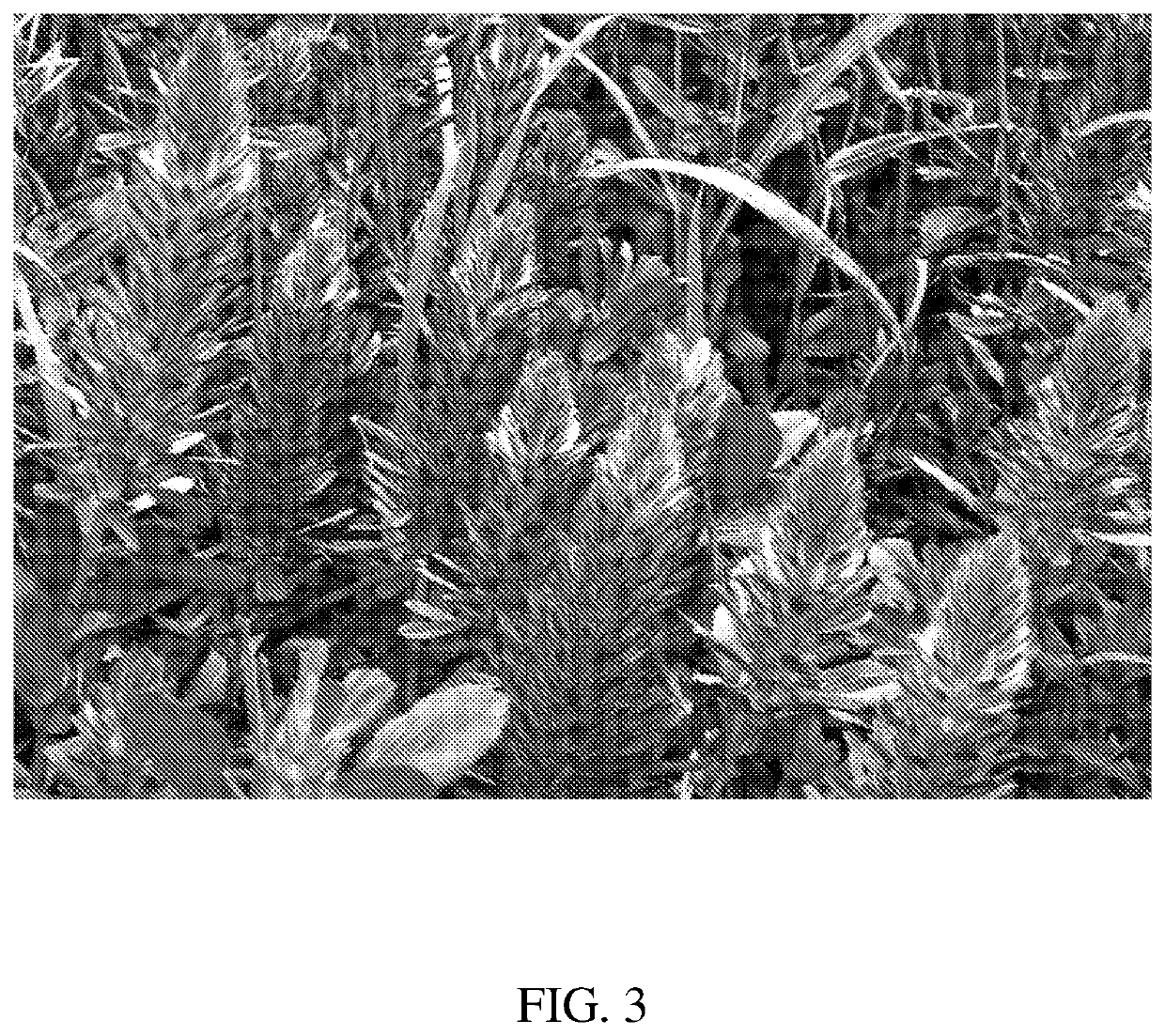 Cultivated legume species ononis alopecuroides as a novel food source for livestock animals