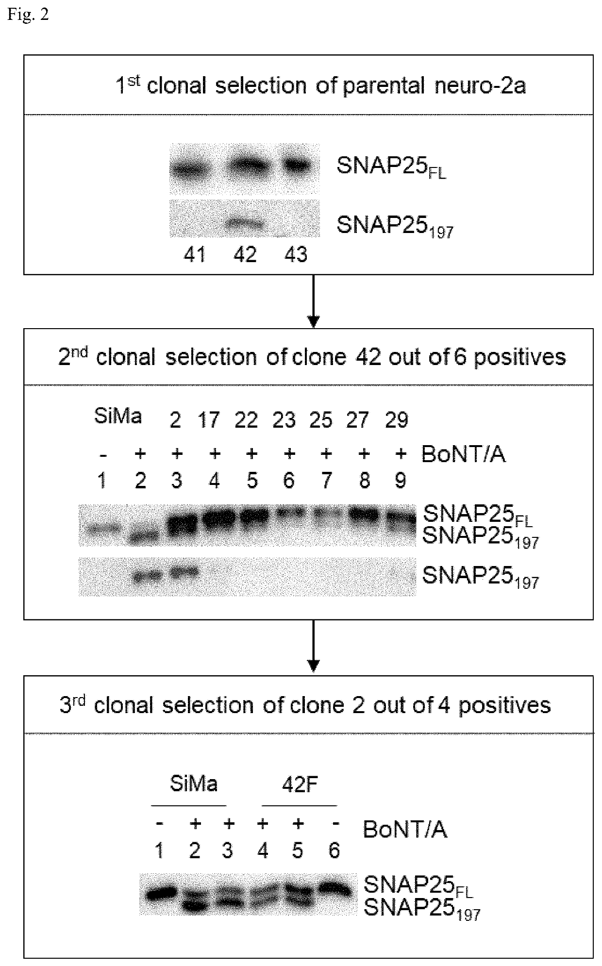 Cell-based method for determining an activity of botulinum toxin