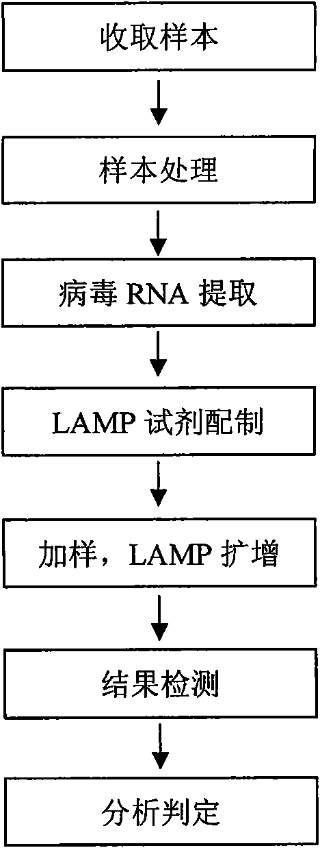 H3 subtype flu quick-detecting type classifying method based on RT-LAMP technology