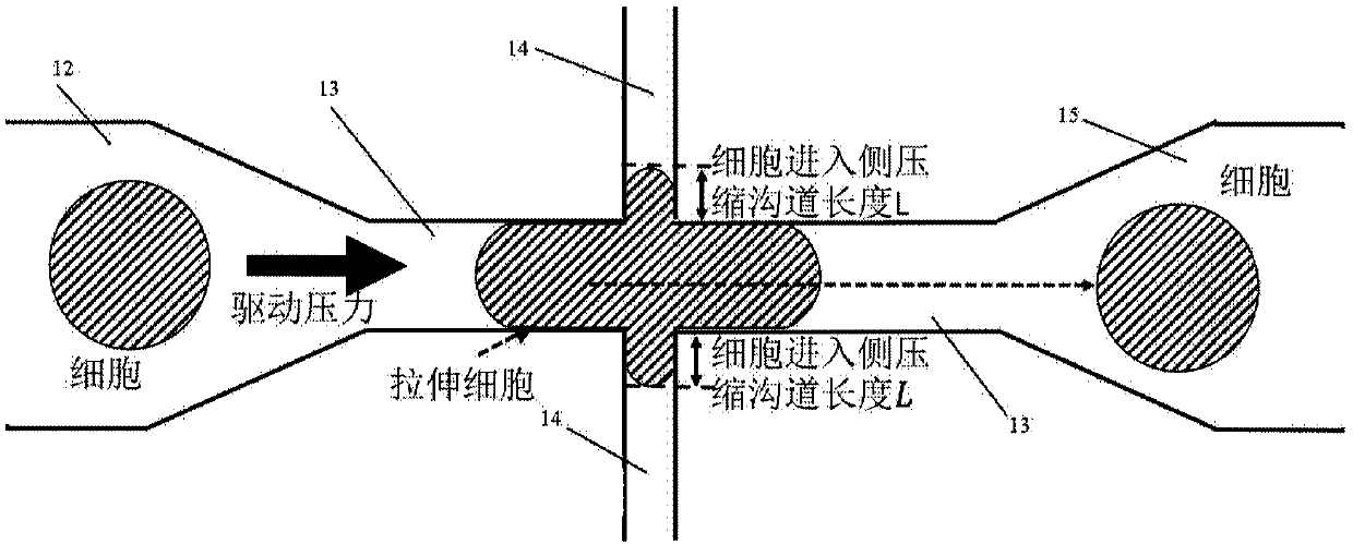 Device and method for measuring viscosity of unicellular cytoplasm