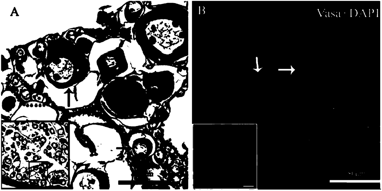 Method for separating and purifying oogonia of paralichthys olivaceus