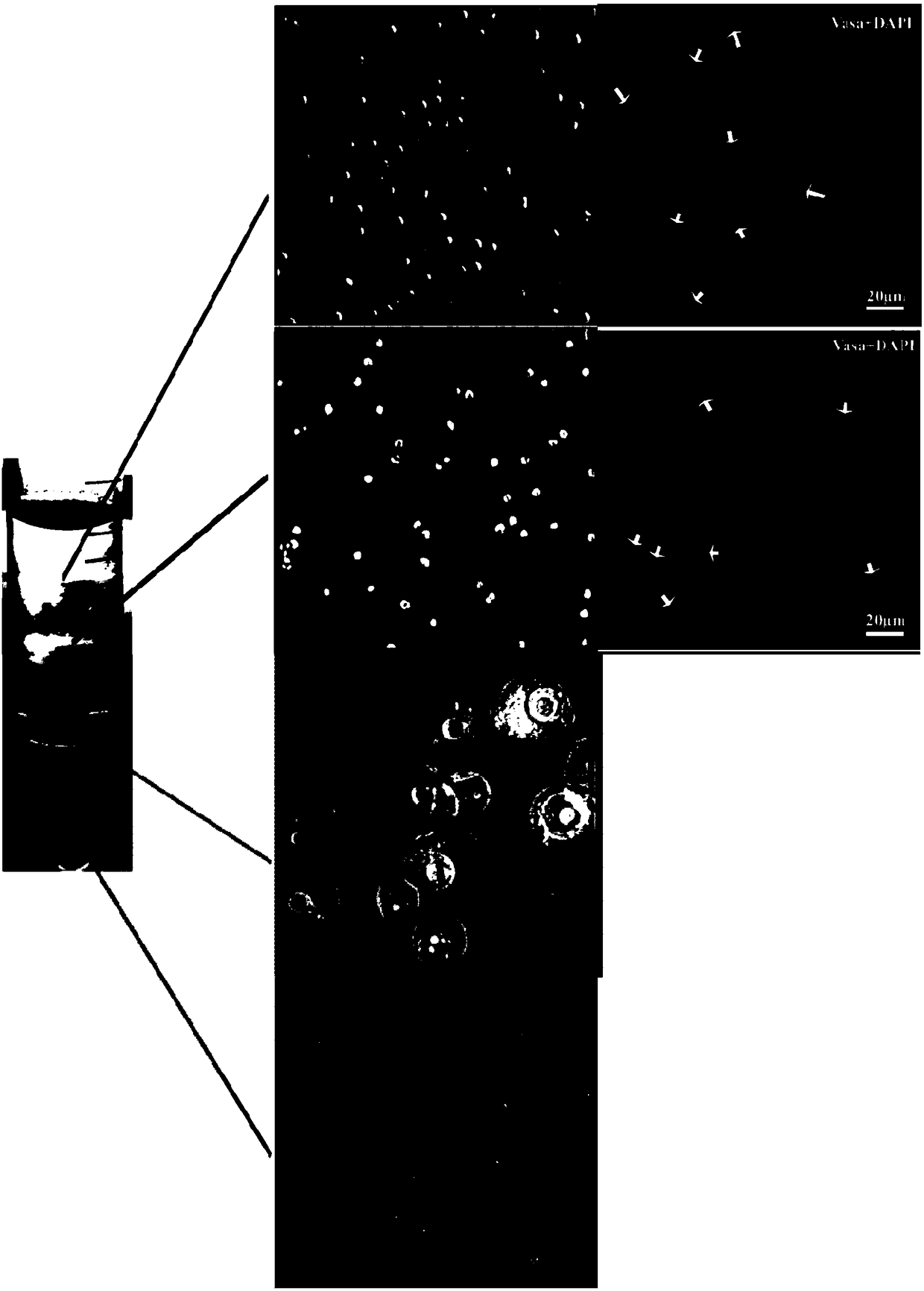 Method for separating and purifying oogonia of paralichthys olivaceus