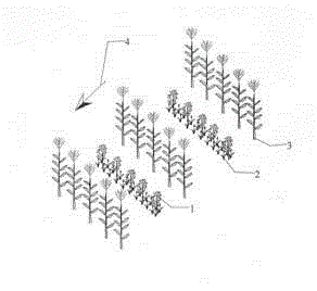 Wind and sand prevention method of young fruit trees by interplanting crops
