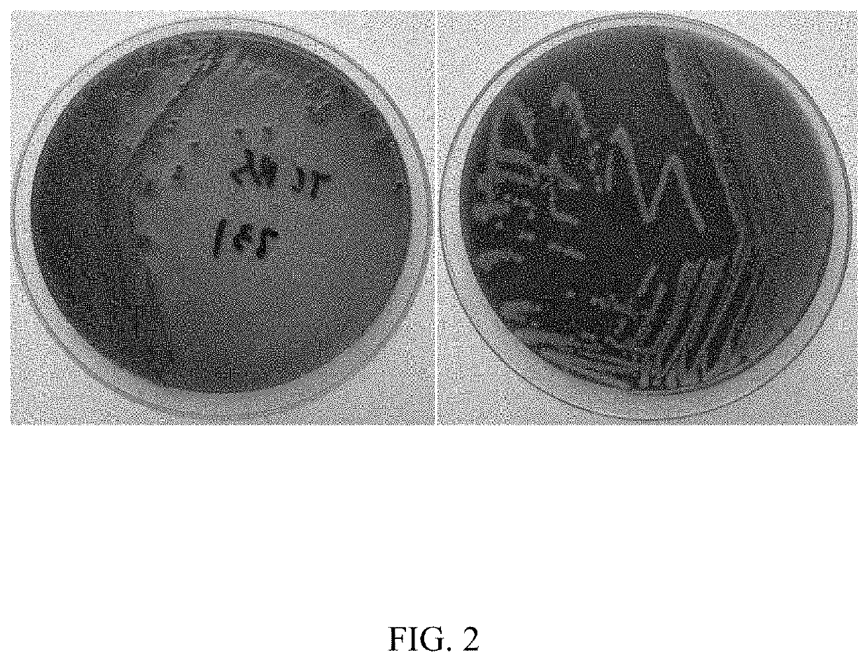 A novel K-serotype Vibrio parahaemolyticus and application