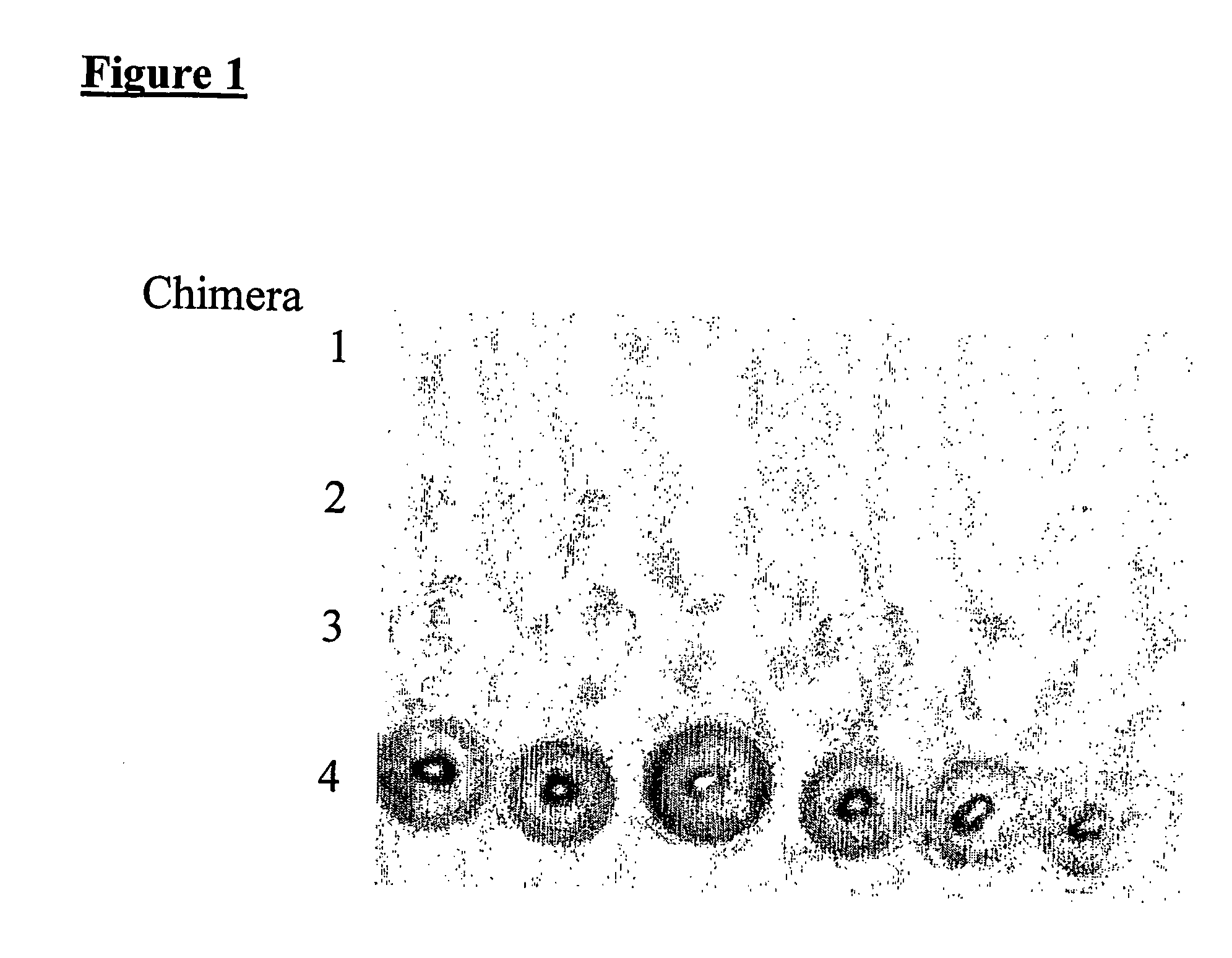 Secreted chlamydia polypeptides, polynucleotides coding therefor, therapeutic and diagnostic uses thereof