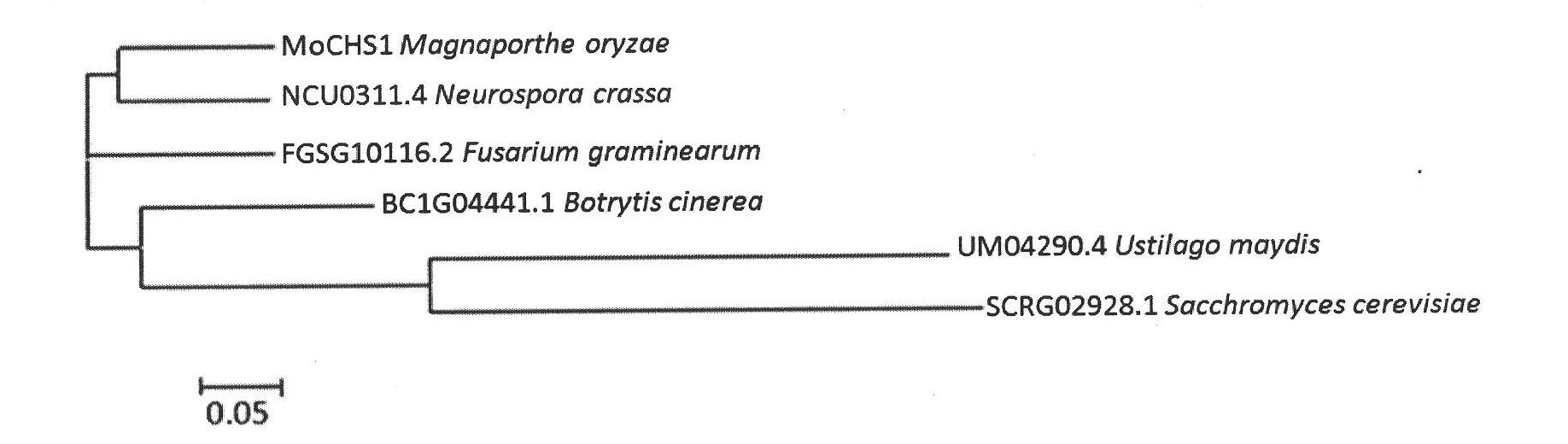 Function and usage of magnaporthe oryzae MoCHS1 gene and coded protein thereof