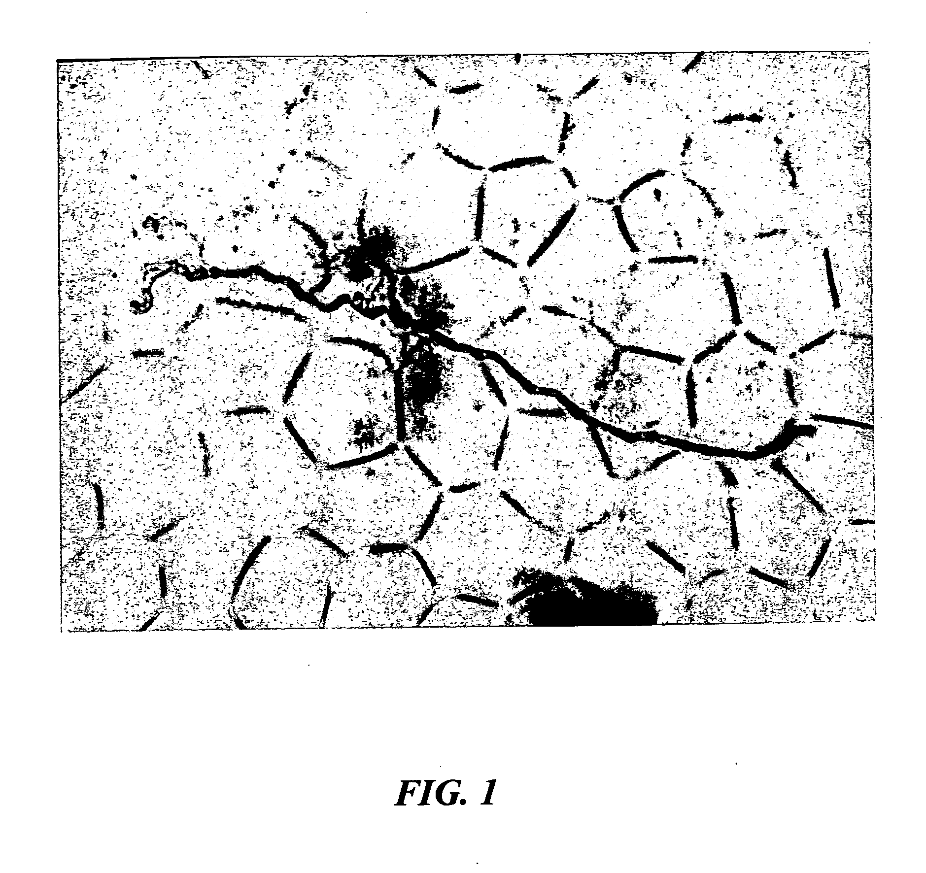 Microorganism staining agent and use thereof