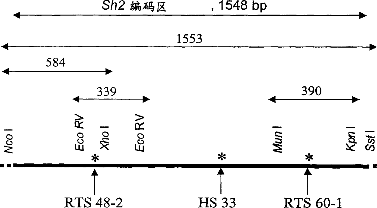 Heat stable mutants of starch biosynthesis enzymes