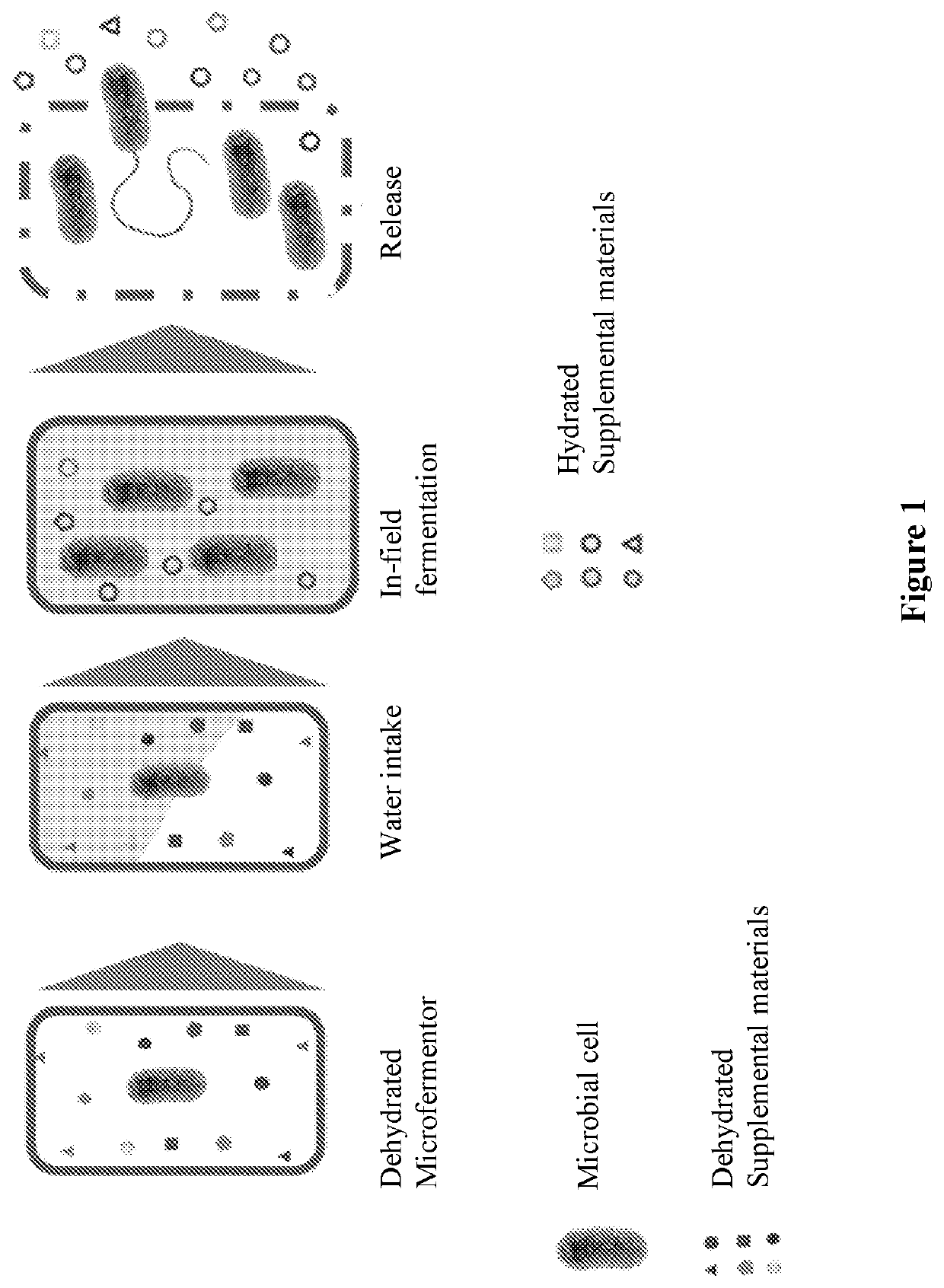 Encapsulated microorganisms and methods of using same