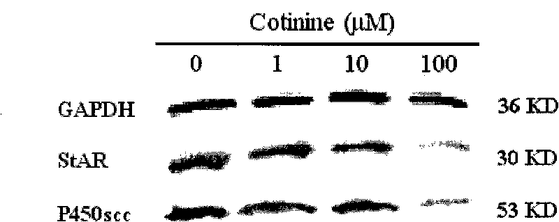 Application of embryo adrenal StAR genes in assessing developmental toxicity of chemicals