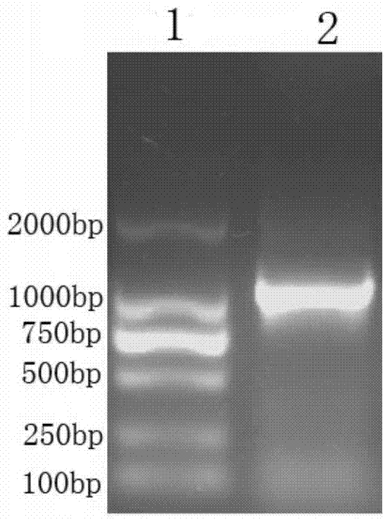 Duck plague virus ul15 gene exoni recombinant protein and its preparation method and application