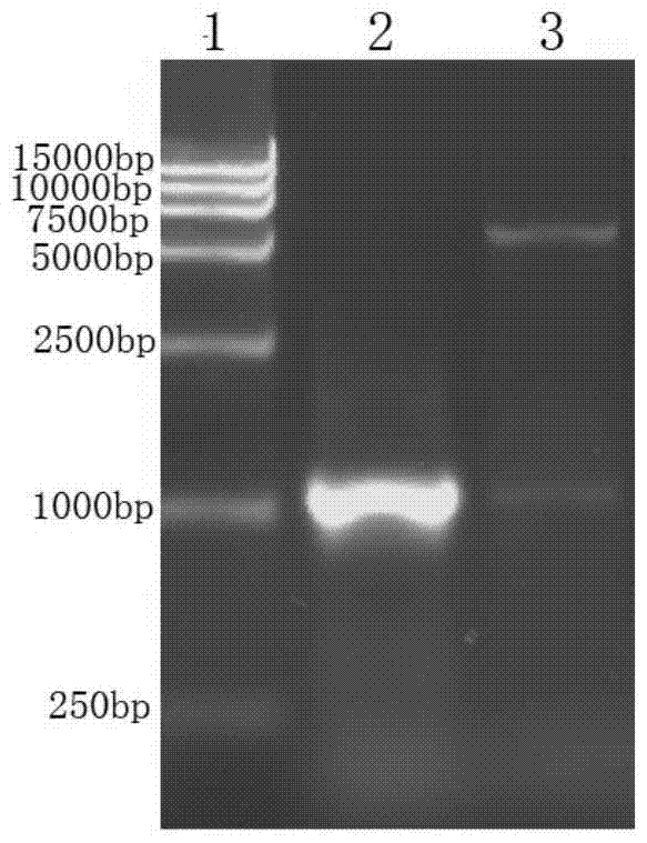 Duck plague virus ul15 gene exoni recombinant protein and its preparation method and application