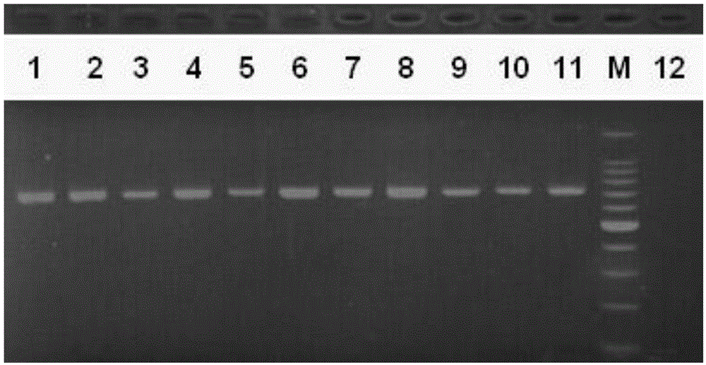 Sequence of standard gene of DNA (deoxyribonucleic acid) barcode of aedes and application thereof