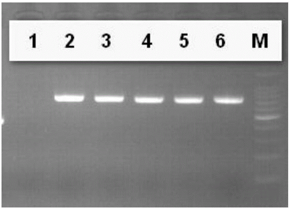 Sequence of standard gene of DNA (deoxyribonucleic acid) barcode of aedes and application thereof