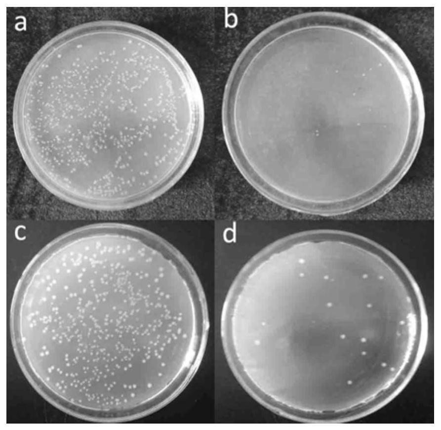 A kind of fe-mn-cu-c alloy and its medical application