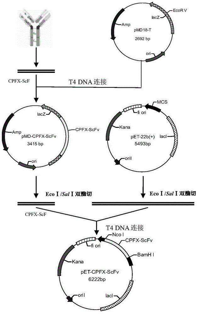 A kind of bispecific fusion antibody of ciprofloxacin and clenbuterol and its application