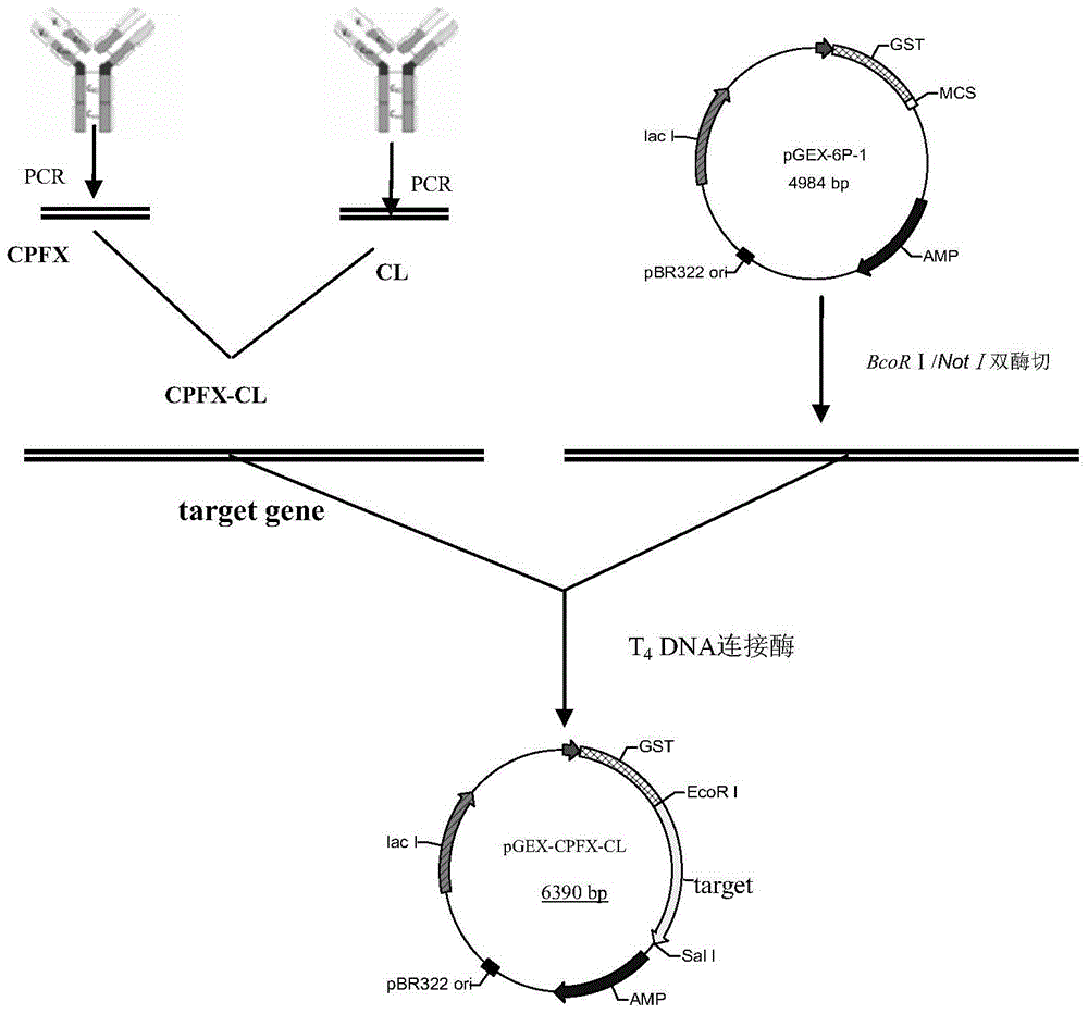 A kind of bispecific fusion antibody of ciprofloxacin and clenbuterol and its application