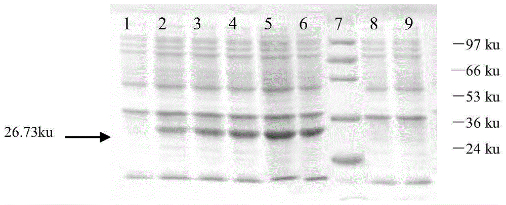 A kind of bispecific fusion antibody of ciprofloxacin and clenbuterol and its application