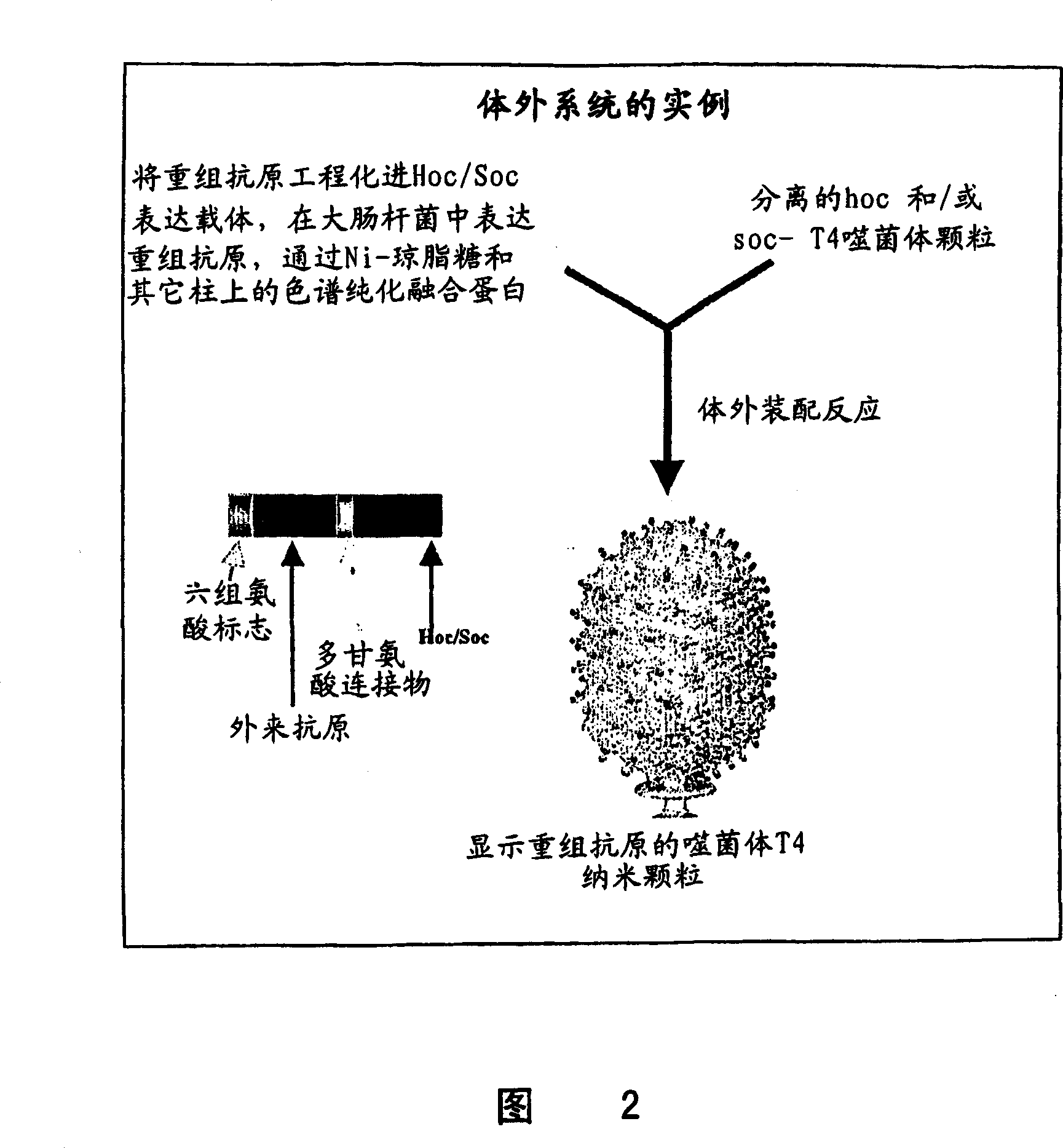 Methods and compositions comprising bacteriophage nanoparticles