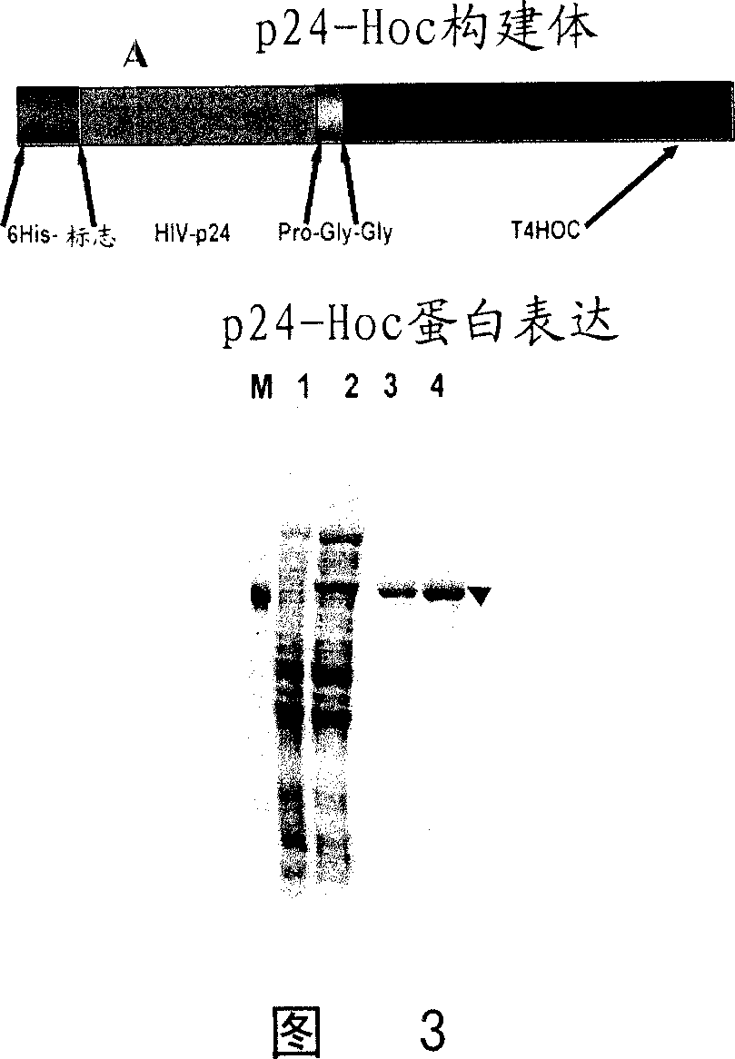 Methods and compositions comprising bacteriophage nanoparticles