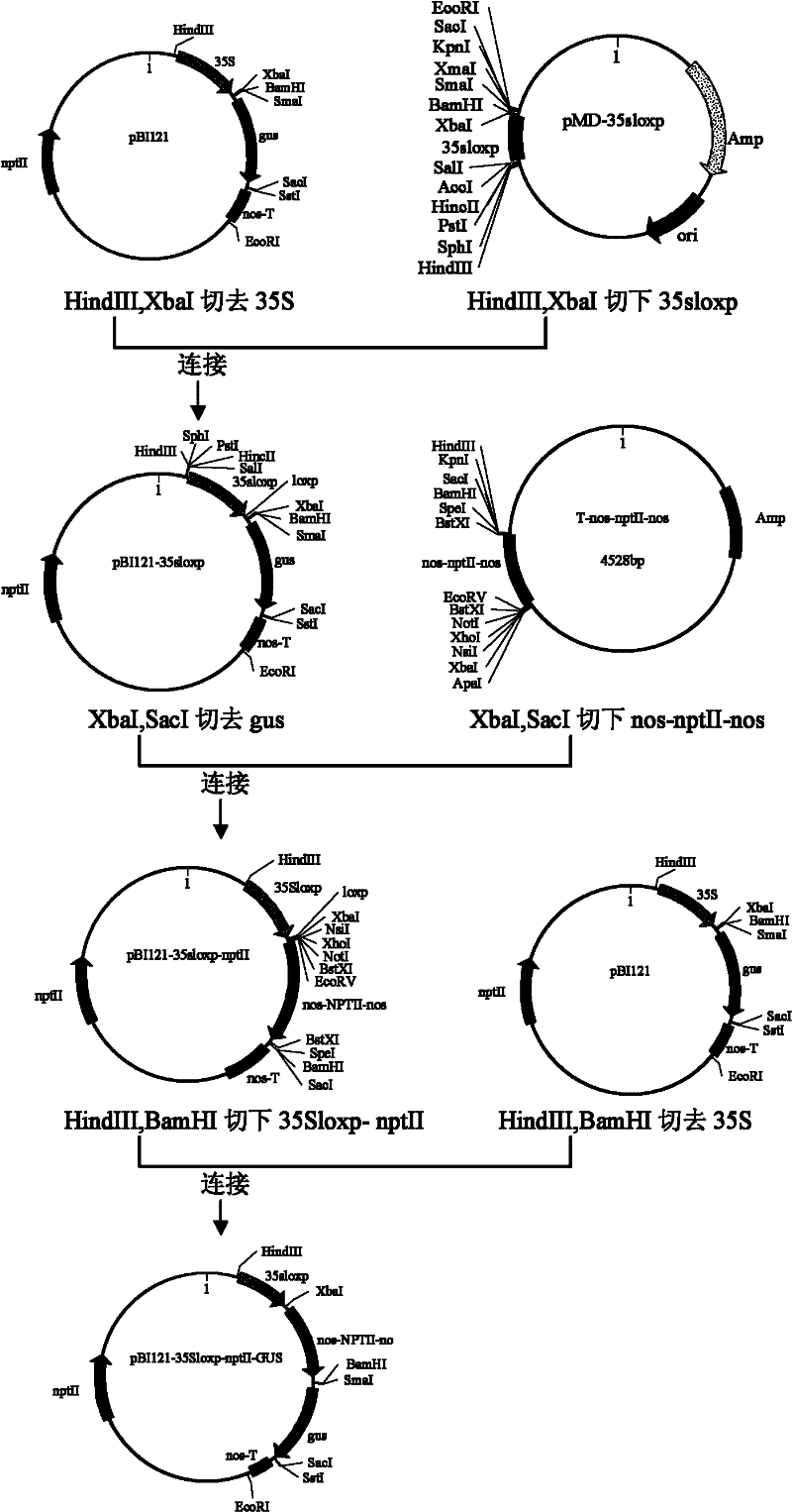 Method for obtaining transgenic Malus hupehensis rehd plant without selectable marker genes