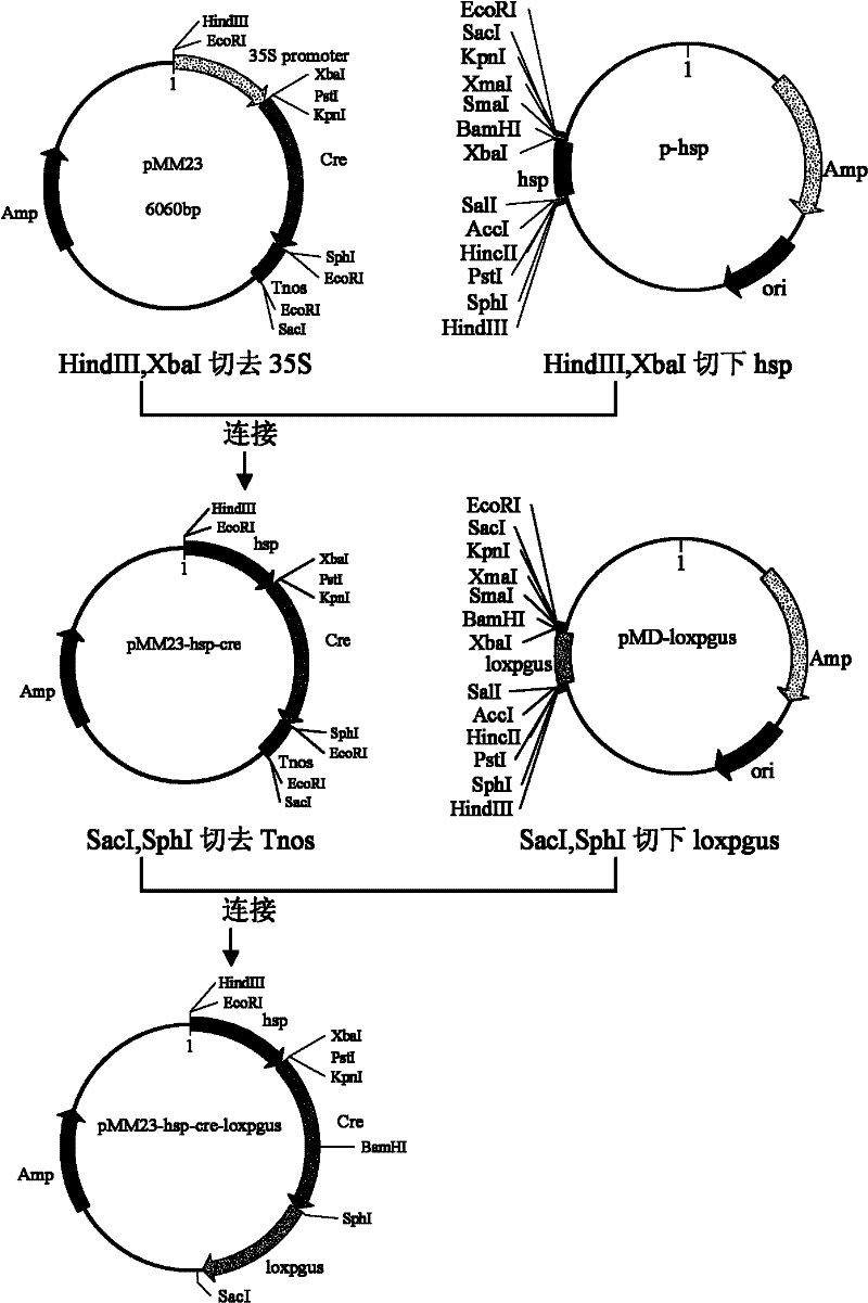 Method for obtaining transgenic Malus hupehensis rehd plant without selectable marker genes