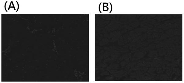 Powder-state thin-cut extracellular interstitial microcarrier prepared by vibration thin-cutting and screening rotary crushing and preparation method of powder-state thin-cut extracellular interstitial microcarrier