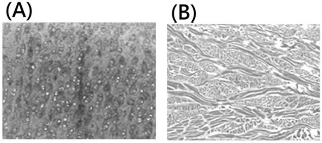 Powder-state thin-cut extracellular interstitial microcarrier prepared by vibration thin-cutting and screening rotary crushing and preparation method of powder-state thin-cut extracellular interstitial microcarrier