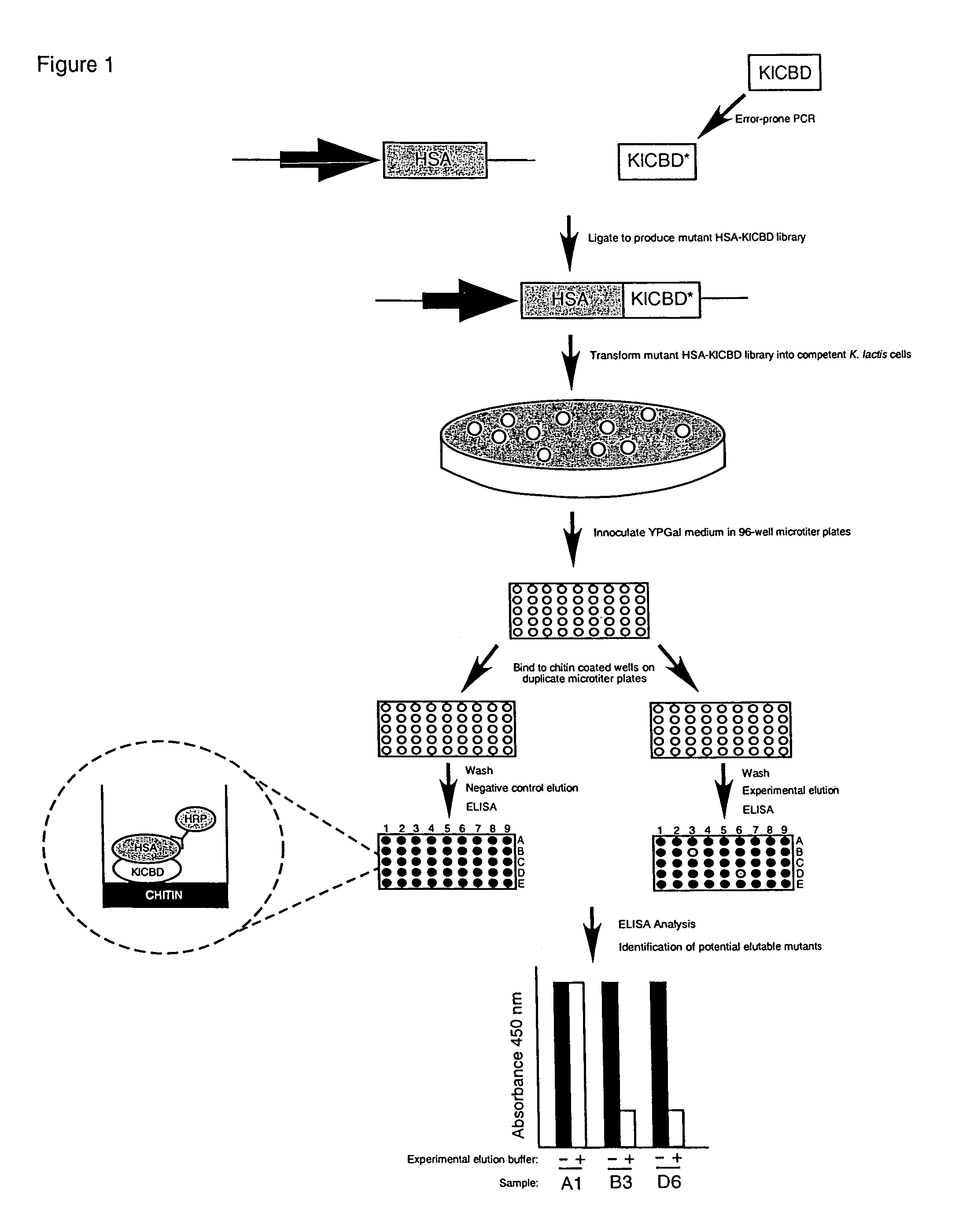 Compositions and methods relating to elutable carbohydrate-binding proteins