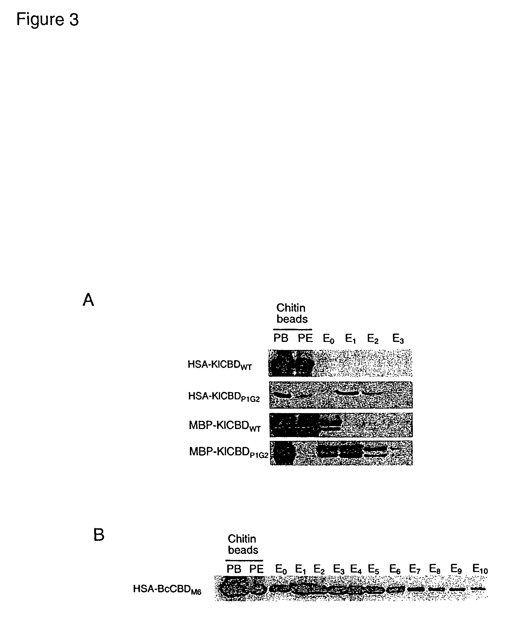 Compositions and methods relating to elutable carbohydrate-binding proteins