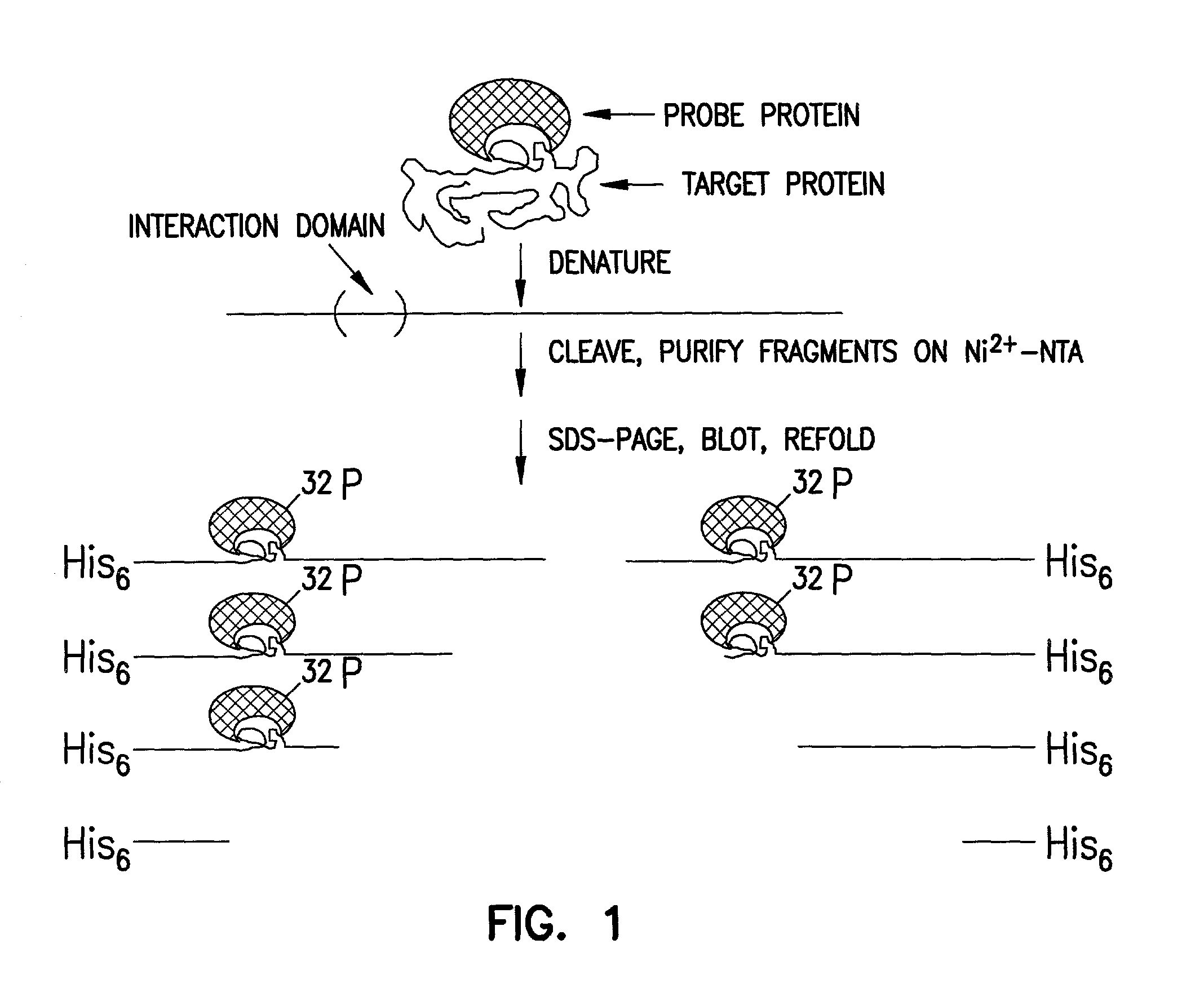 Sigma binding region of RNA polymerase and uses thereof