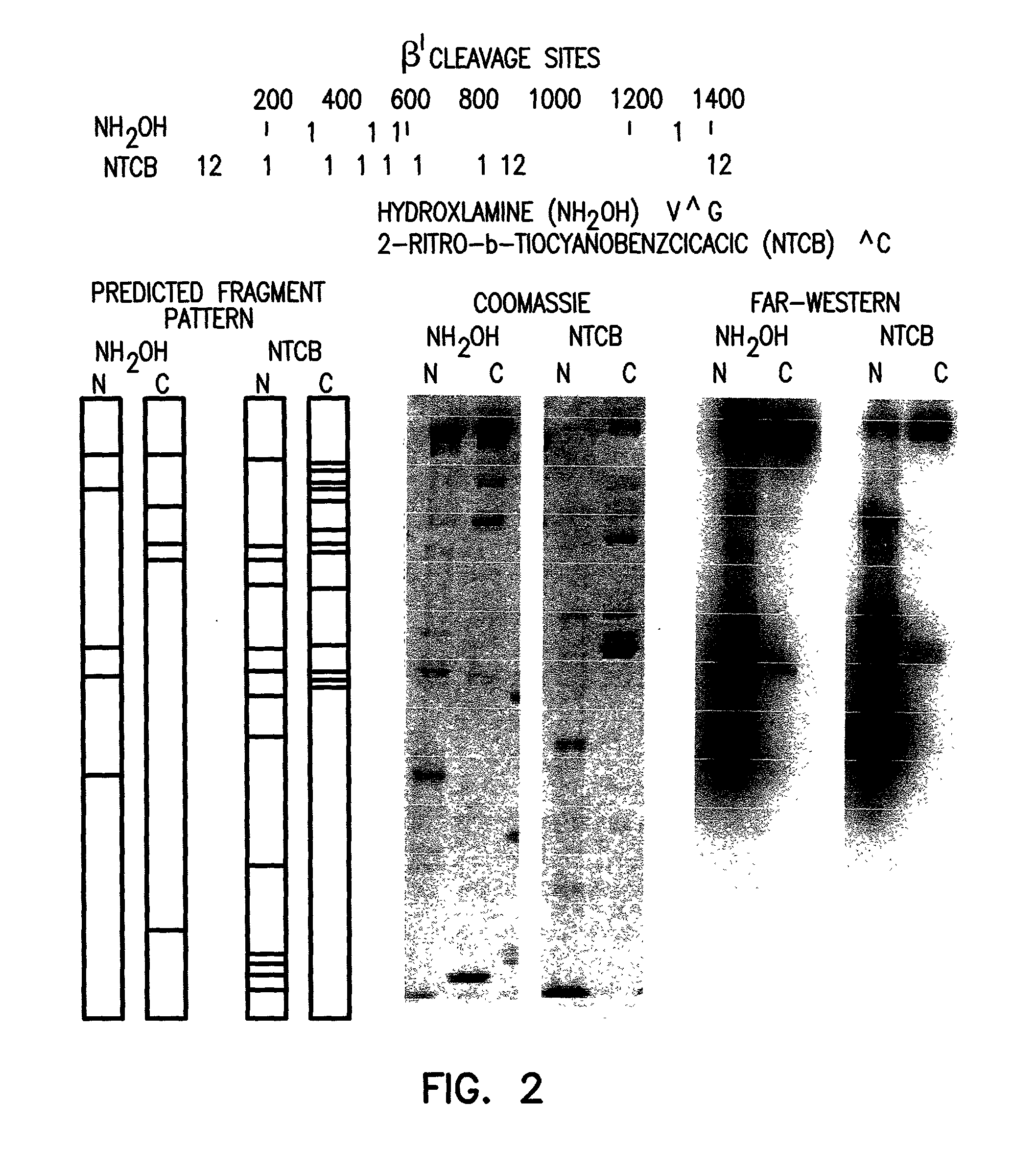 Sigma binding region of RNA polymerase and uses thereof