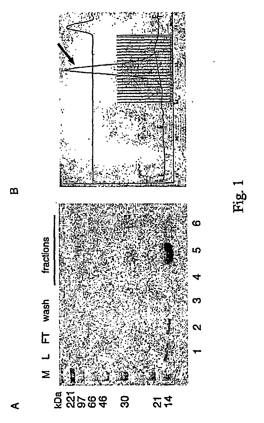 Vascular endothelial growth factor-d (VEGF)-d and functionally fragments thereof for bone repairing