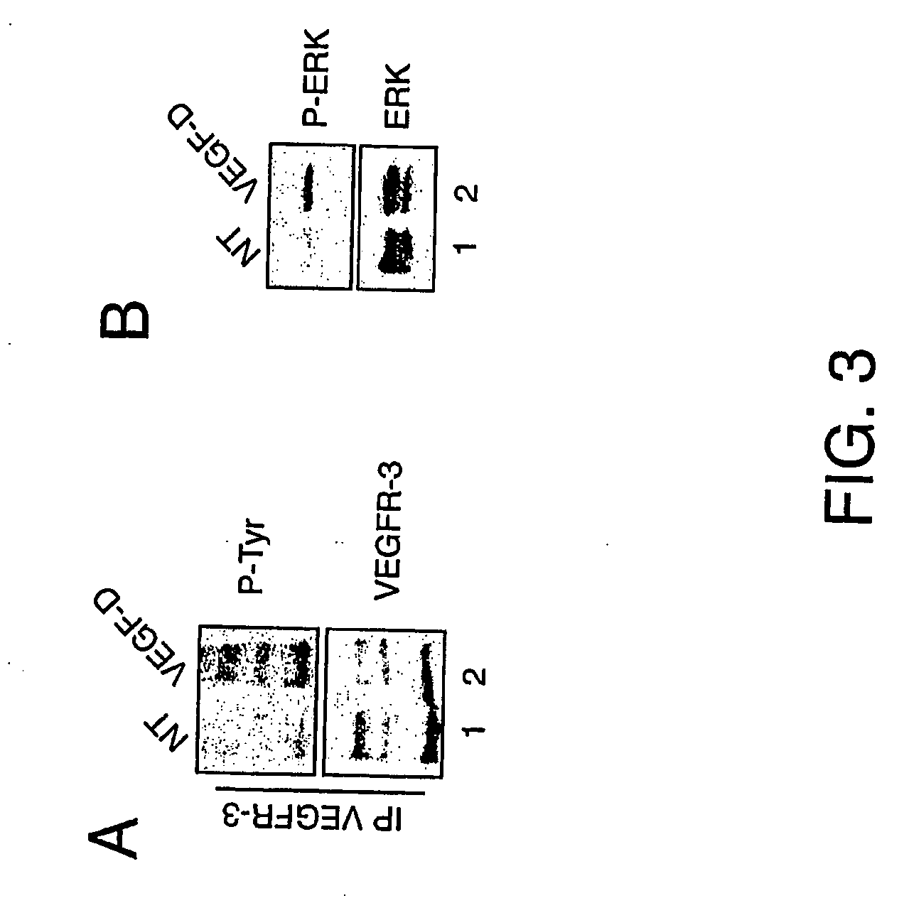 Vascular endothelial growth factor-d (VEGF)-d and functionally fragments thereof for bone repairing