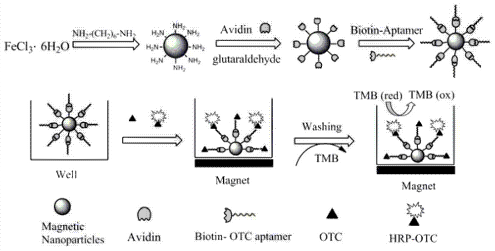 A method for functionalized magnetic bead separation-enzyme-linked aptamer detection of oxytetracycline in food