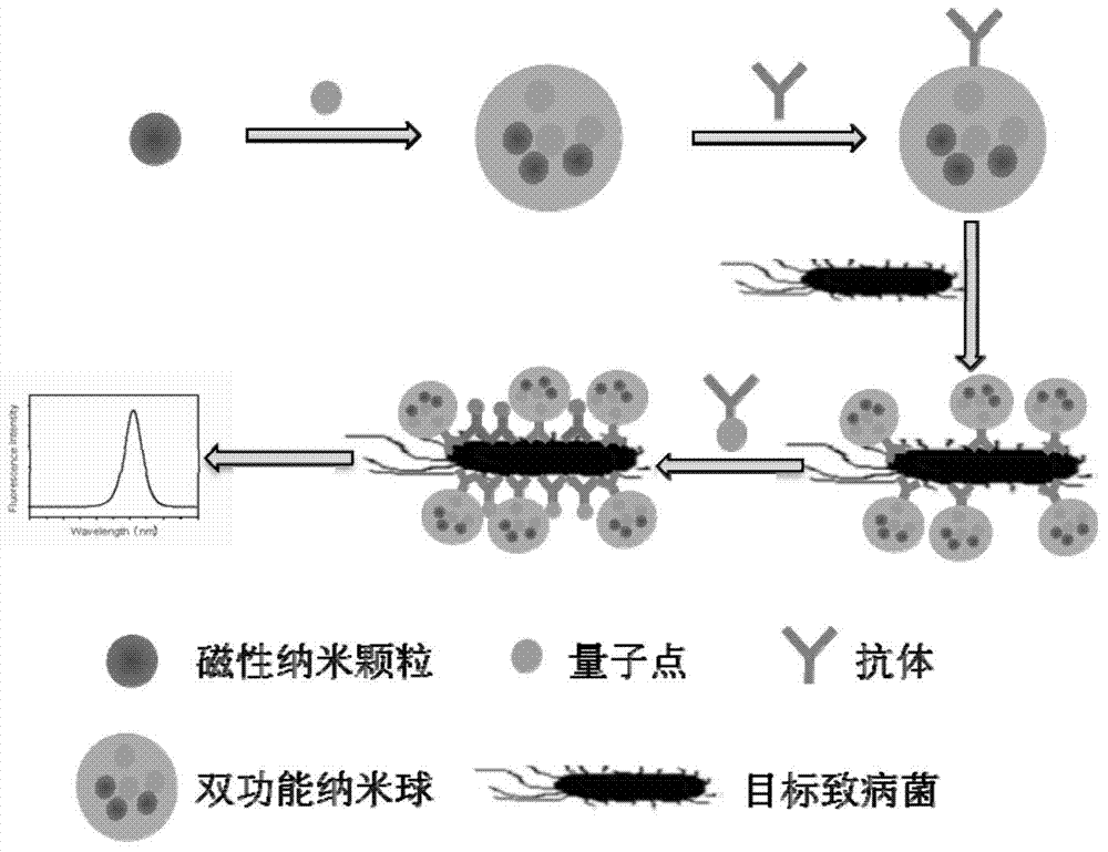 Difunctional composite nanosphere and method for rapidly detecting food-borne pathogenic bacteria