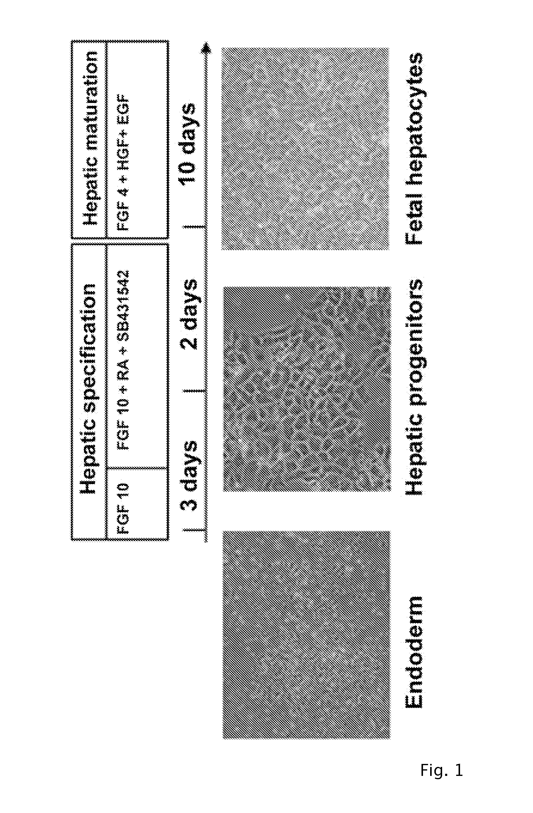 Method for hepatic differentiation of definitive endoderm cells