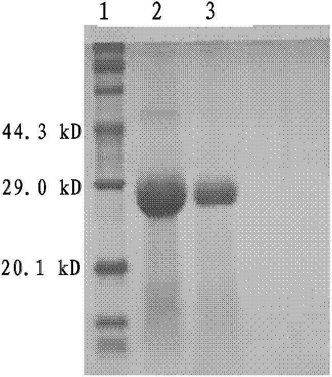 Chimeric recombinant antigen and application thereof