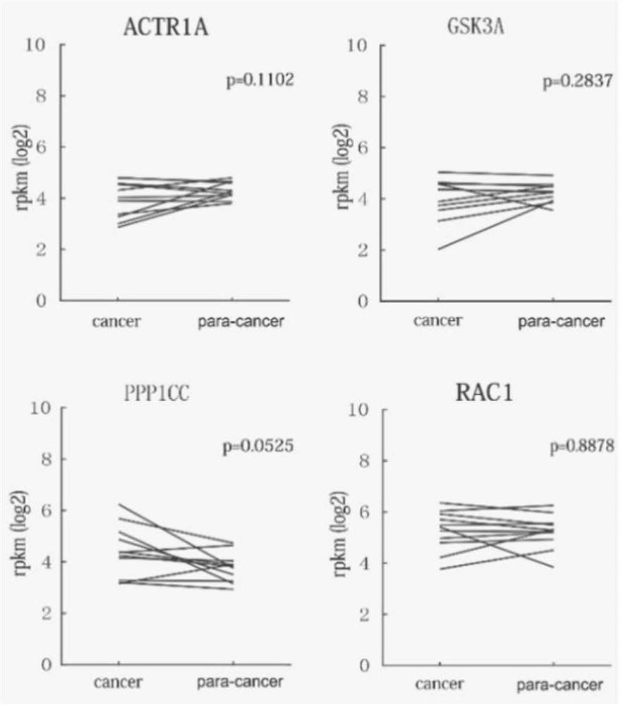 Non-differential gene associated with malignant phenotype of tumor cell as well as screening method and application of non-differential gene