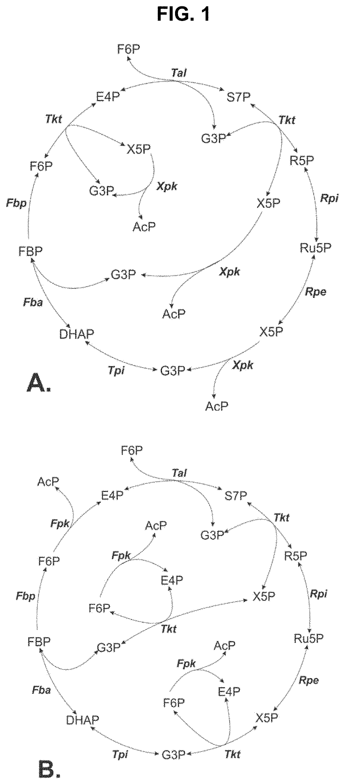 Metabolic Pathways with Increased Carbon Yield